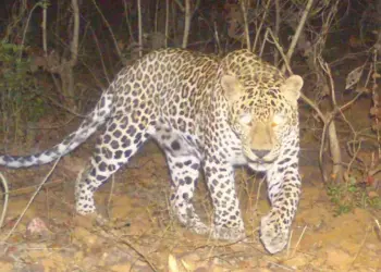 मांडकी शिवारात बिबटयाचे झाले दर्शन.चौधरी कुटुंबाची उडाली भंबेरी.!!!