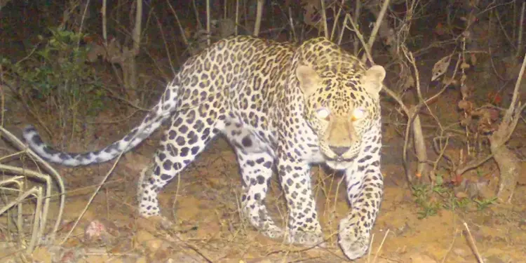 मांडकी शिवारात बिबटयाचे झाले दर्शन.चौधरी कुटुंबाची उडाली भंबेरी.!!!