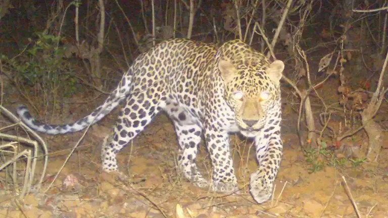 मांडकी शिवारात बिबटयाचे झाले दर्शन.चौधरी कुटुंबाची उडाली भंबेरी.!!!