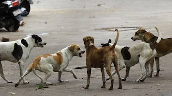 भडगाव शहरातील प्रभाग क्र. ३ मध्ये भटक्या कुत्र्यांचा वाढता त्रास; बकरीवर हल्ला.!!!