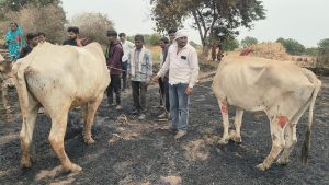 कजगाव शिवारात भीषण आग; शेतकऱ्यांचे लाखोंचे नुकसान, जनावरे जखमी