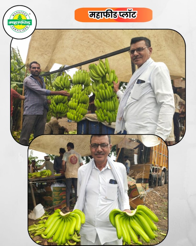 खान्देशच्या केळीचा गोडवा पोहचला विदेशात.घुसर्डी खुर्द येथील शेतकर्याचा केळी माल विदेशात निर्यात.काॅलेटीचा माल.३ हजार १०० रुपये मिळाला चांगला भाव.!!! 1 IMG 20260711 WA1225